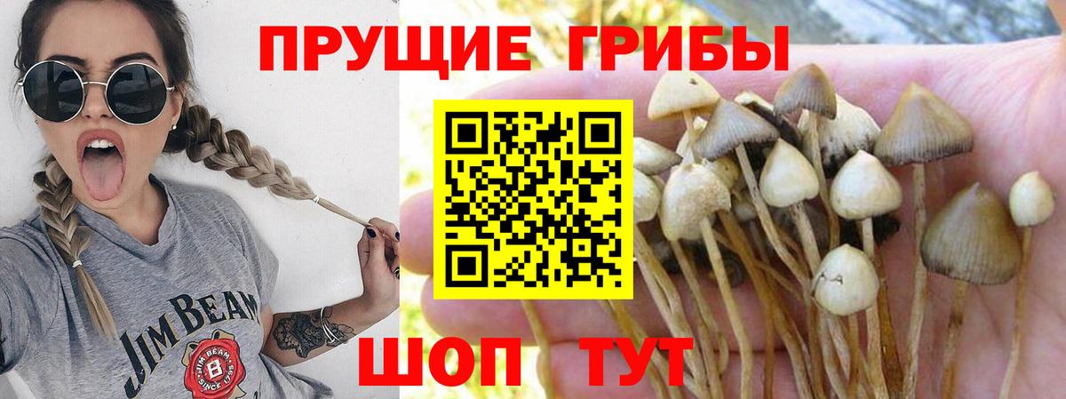 где купить наркотик  Галлюциногенные грибы Psilocybe  Черкесск  Вход с VPN  Галлюциногенные грибы Psilocybine cubensis 